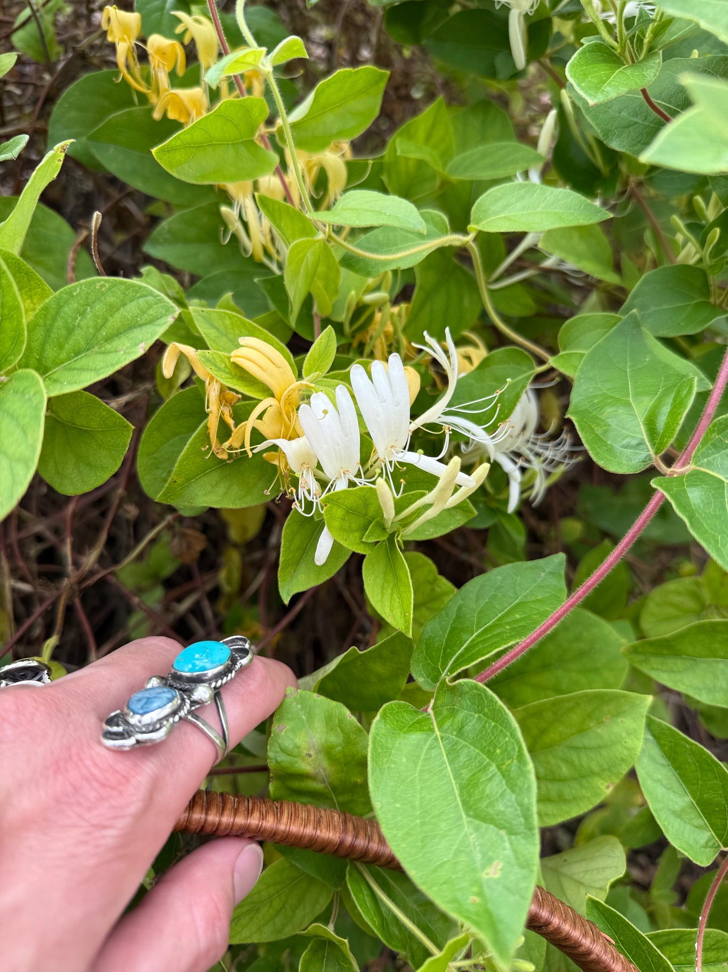 Honeysuckle Syrup