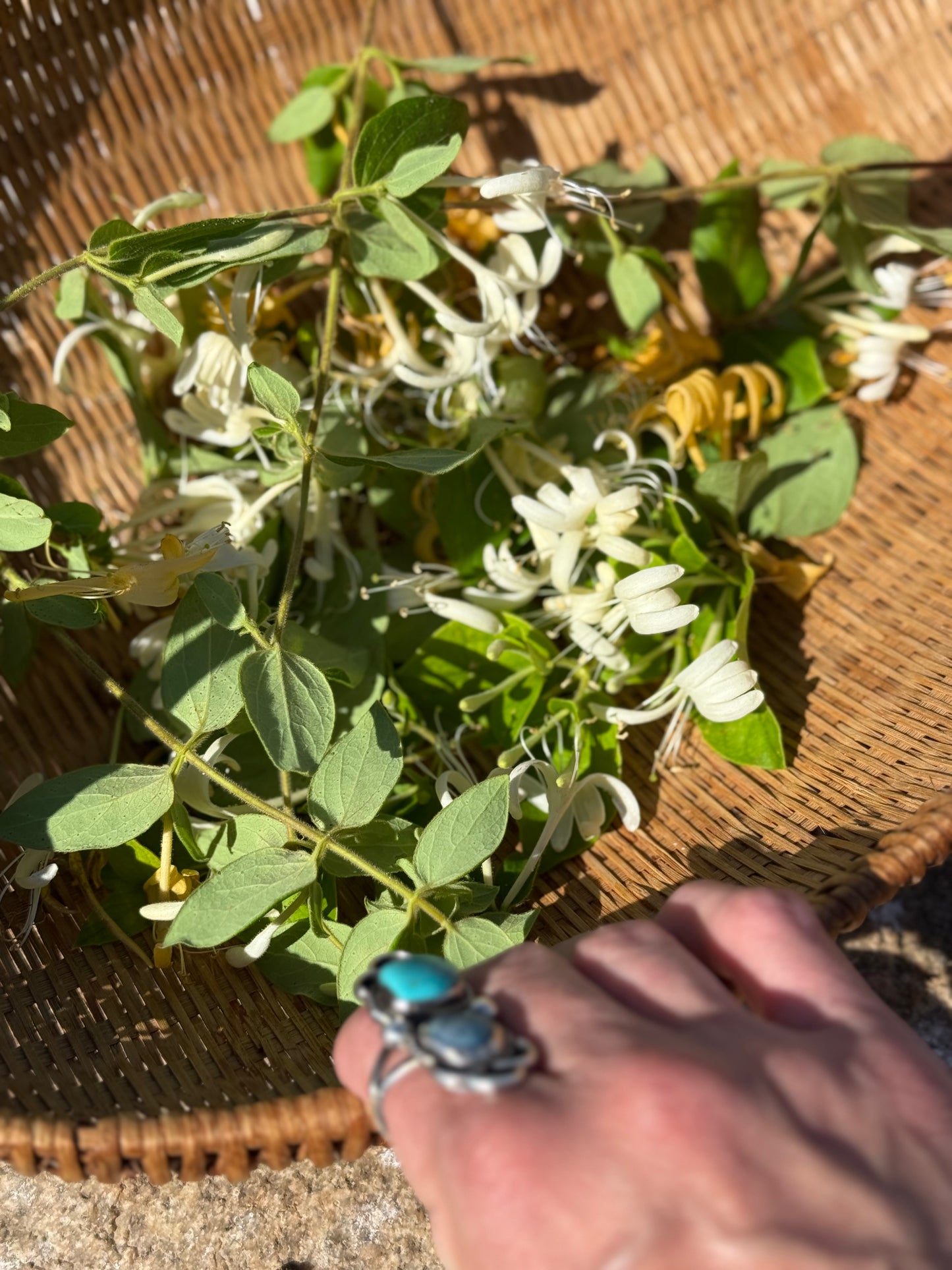 Honeysuckle Heart | Flower Essence for Grief & Emotional Healing (Alcohol-Free)